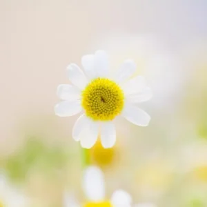 White daisy glowing in soft morning light