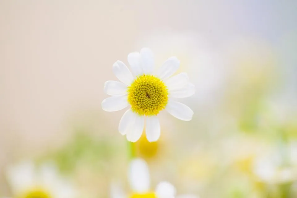 White daisy glowing in soft morning light